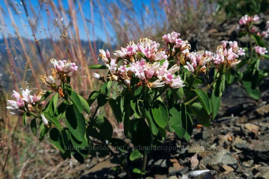 spreading dogbane (Apocynum androsaemifolium) [Castle Rock, Willamette National Forest, Lane County, Oregon]