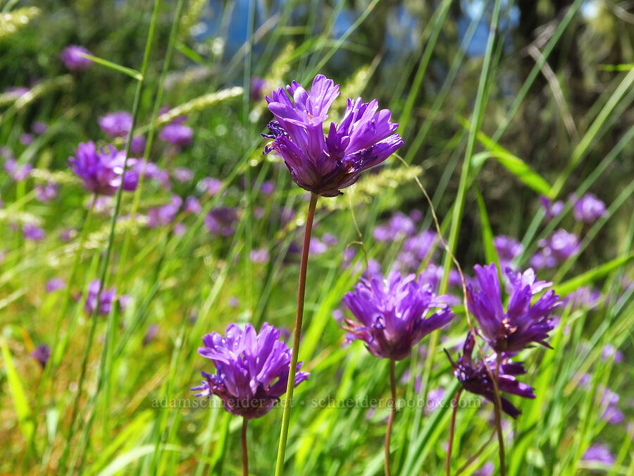 fork-tooth ookow (Dichelostemma congestum (Brodiaea congesta)) [Castle Rock, Willamette National Forest, Lane County, Oregon]