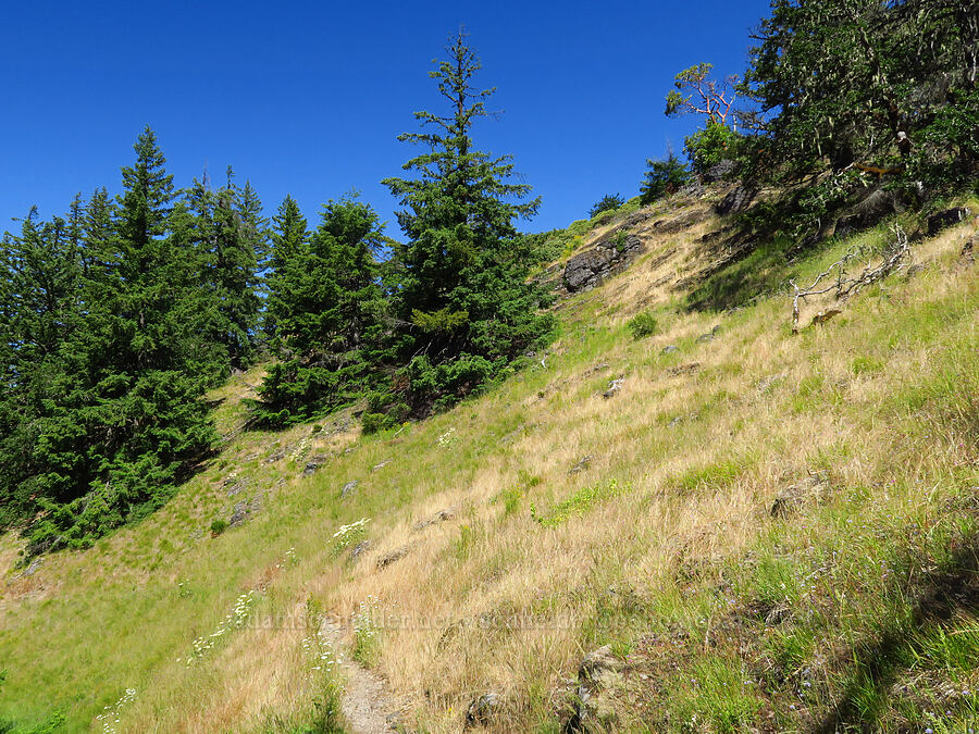 grassy slope [Castle Rock, Willamette National Forest, Lane County, Oregon]