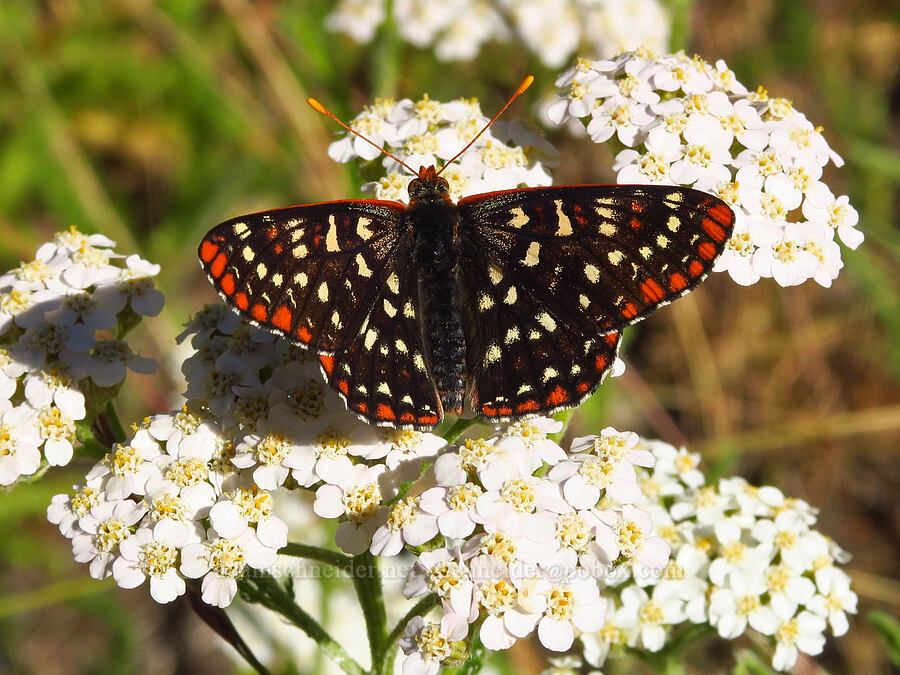 checkerspot butterfly on yarrow (Euphydryas colon (Euphydryas chalcedona colon), Achillea millefolium) [Castle Rock, Willamette National Forest, Lane County, Oregon]