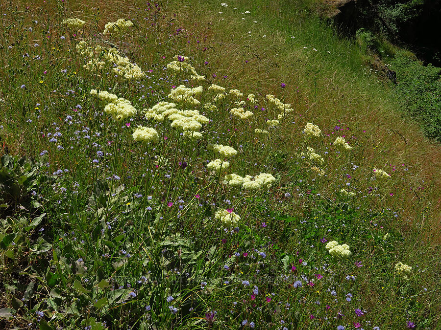 heart-leaf buckwheat (Eriogonum compositum) [Castle Rock, Willamette National Forest, Lane County, Oregon]