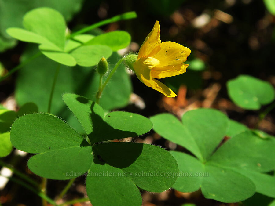 western yellow wood sorrel (Oxalis suksdorfii) [Castle Rock Trail, Willamette National Forest, Lane County, Oregon]