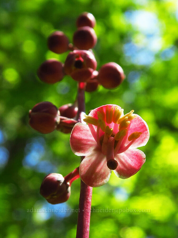 leafless wintergreen (Pyrola aphylla (Pyrola picta)) [Castle Rock Trail, Willamette National Forest, Lane County, Oregon]