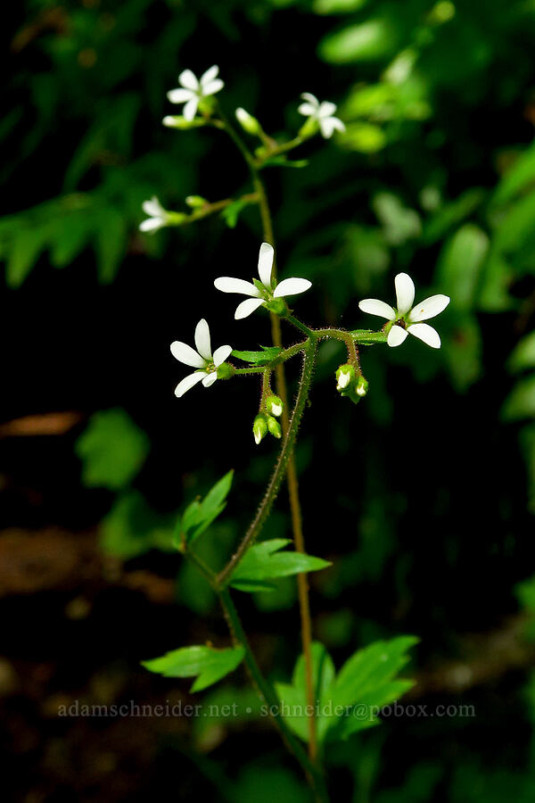 coastal boykinia (Boykinia occidentalis) [Castle Rock Trail, Willamette National Forest, Lane County, Oregon]