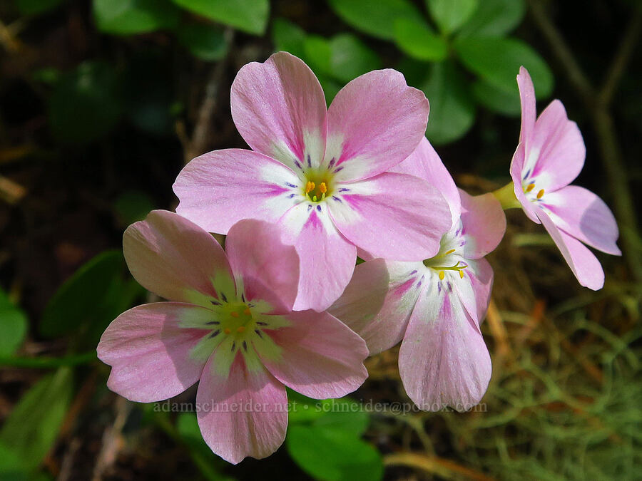 woodland phlox (Phlox adsurgens) [Tidbits Mountain Trail, Willamette National Forest, Linn County, Oregon]