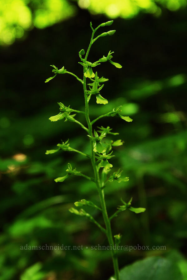 northwestern twayblade (Neottia banksiana (Listera caurina)) [Tidbits Mountain Trail, Willamette National Forest, Linn County, Oregon]