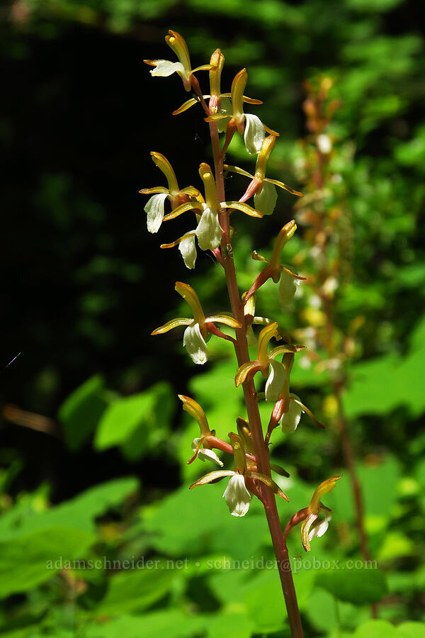 yellow western coral-root orchid (Corallorhiza mertensiana) [Tidbits Mountain Trail, Willamette National Forest, Linn County, Oregon]