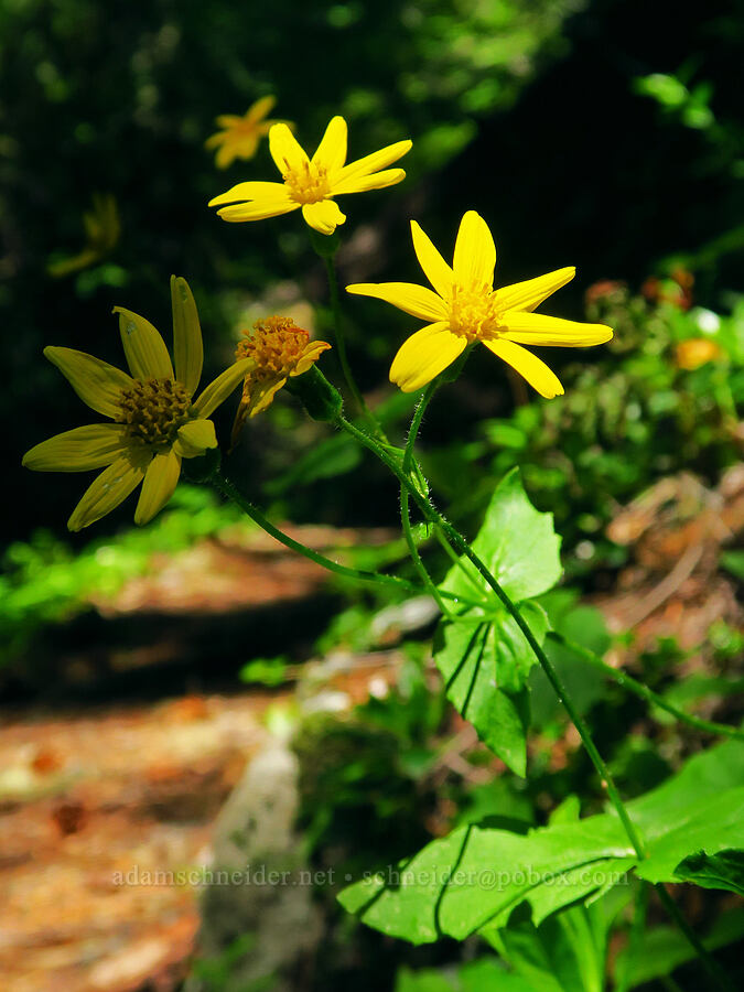 broad-leaf arnica (Arnica latifolia) [Tidbits Mountain Trail, Willamette National Forest, Linn County, Oregon]