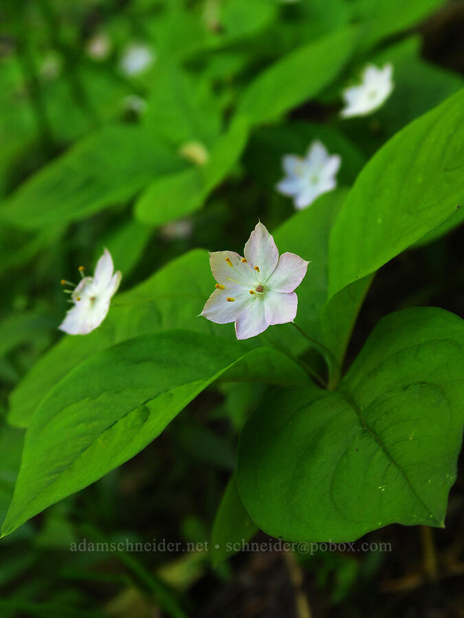 western starflower (Lysimachia latifolia (Trientalis borealis ssp. latifolia)) [Tidbits Mountain Trail, Willamette National Forest, Linn County, Oregon]