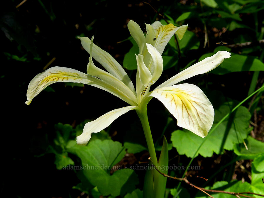 yellow-leaf iris (Iris chrysophylla) [Tidbits Mountain Trail, Willamette National Forest, Linn County, Oregon]