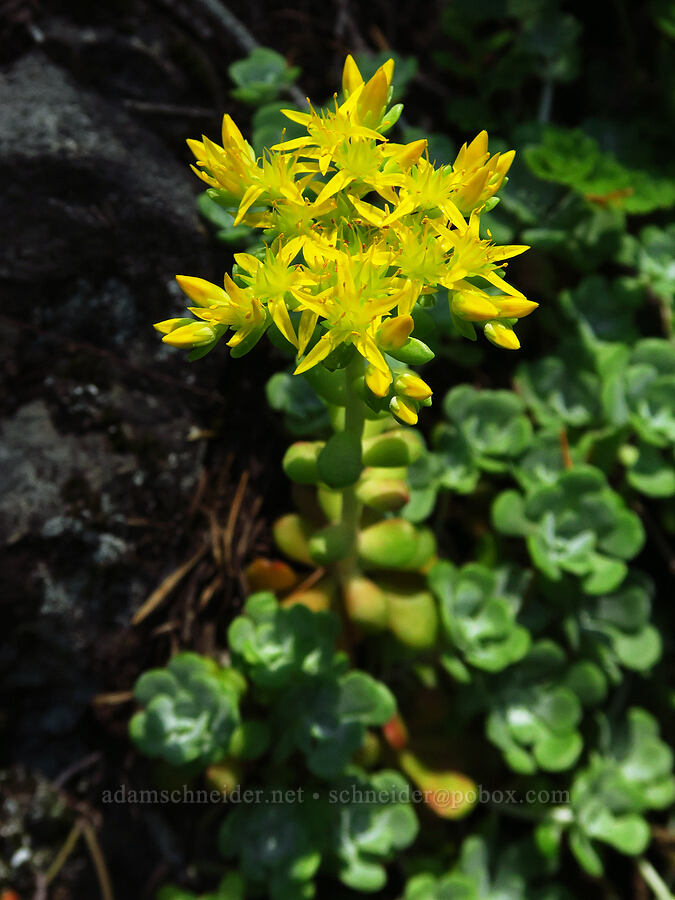 broad-leaf stonecrop (Sedum spathulifolium) [Tidbits Mountain Trail, Willamette National Forest, Linn County, Oregon]