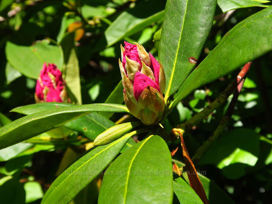 Pacific rhododendron, budding (Rhododendron macrophyllum) [Tidbits Mountain Trail, Willamette National Forest, Linn County, Oregon]