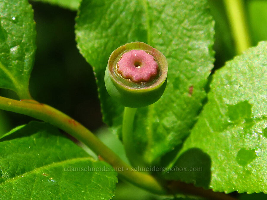 unripe black huckleberry (Vaccinium membranaceum) [Tidbits Mountain Trail, Willamette National Forest, Linn County, Oregon]