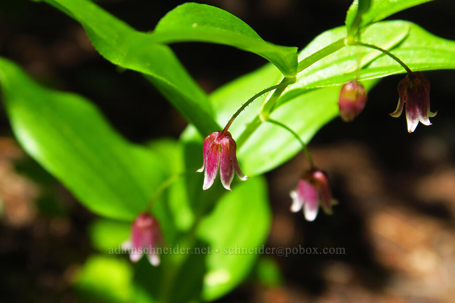 rosy twisted-stalk (Streptopus lanceolatus (Streptopus roseus)) [Tidbits Mountain Trail, Willamette National Forest, Linn County, Oregon]