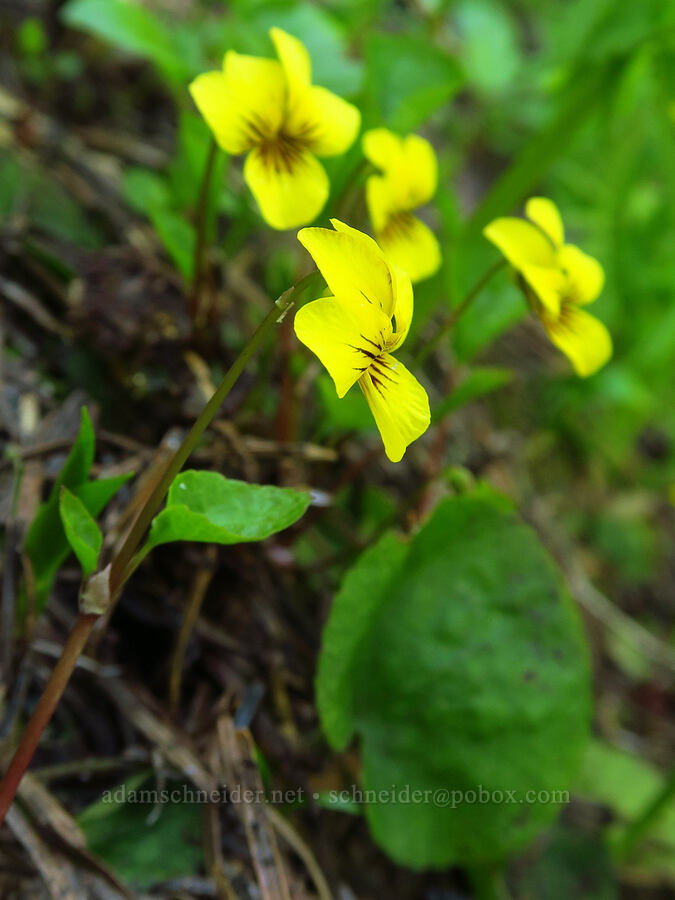 evergreen violet (Viola sempervirens) [Tidbits Mountain Trail, Willamette National Forest, Linn County, Oregon]