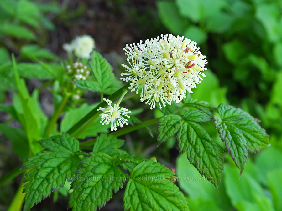 baneberry (Actaea rubra) [Tidbits Mountain Trail, Willamette National Forest, Linn County, Oregon]