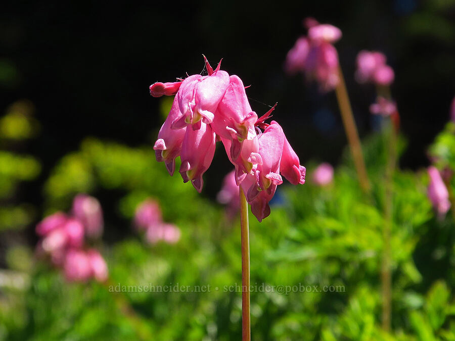 bleeding-heart (Dicentra formosa) [Tidbits Mountain, Willamette National Forest, Linn County, Oregon]