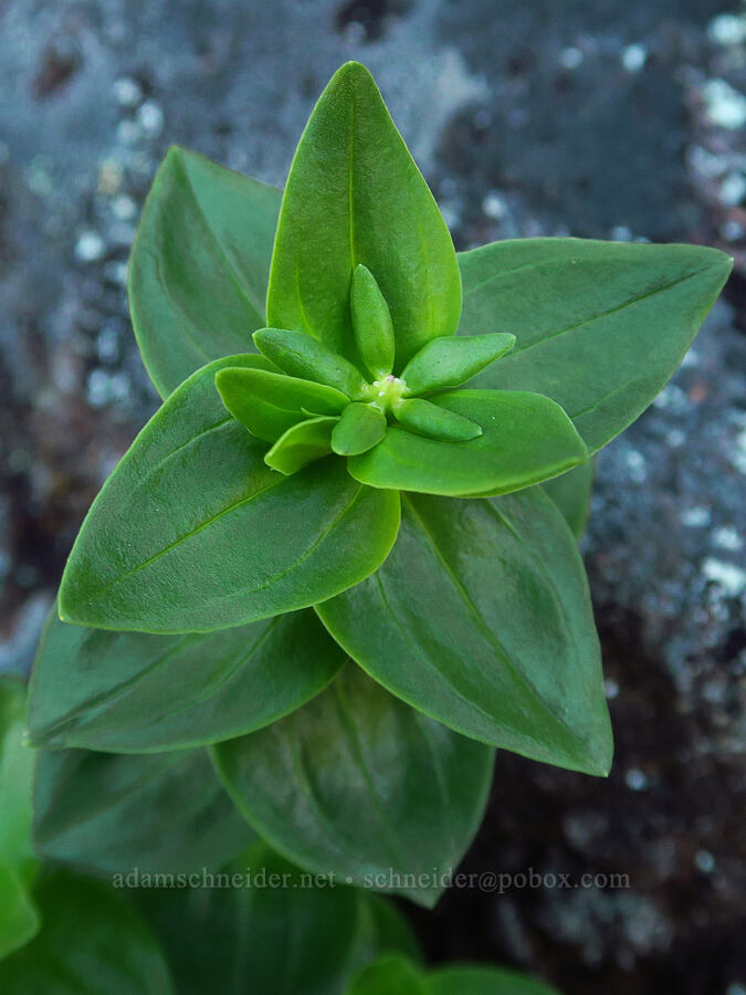 explorer's gentian leaves (Gentiana calycosa) [Tidbits Mountain, Willamette National Forest, Linn County, Oregon]