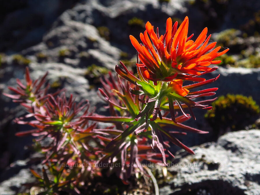 cliff paintbrush (Castilleja rupicola) [Tidbits Mountain, Willamette National Forest, Linn County, Oregon]