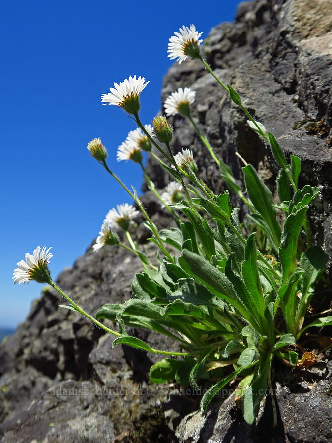 Cascade fleabane (Erigeron cascadensis) [Tidbits Mountain, Willamette National Forest, Linn County, Oregon]