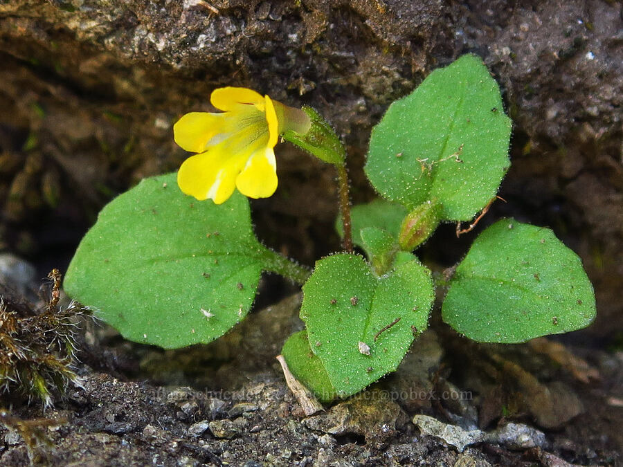 chickweed monkeyflower (Erythranthe alsinoides (Mimulus alsinoides)) [Tidbits Mountain, Willamette National Forest, Linn County, Oregon]