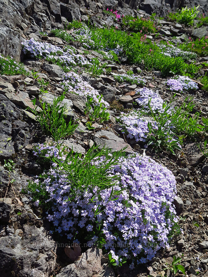 spreading phlox (Phlox diffusa) [Tidbits Mountain, Willamette National Forest, Linn County, Oregon]