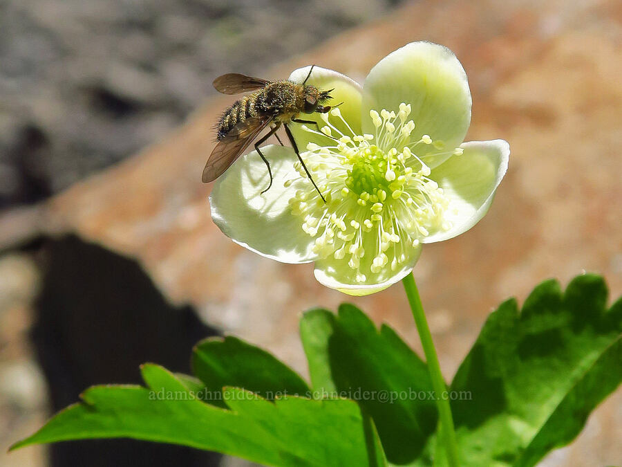 bee fly on Columbia windflower (Conophorus sp., Anemone deltoidea (Anemonastrum deltoideum)) [Tidbits Mountain, Willamette National Forest, Linn County, Oregon]