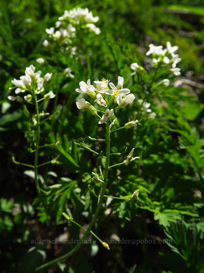 alpine penny-cress (Noccaea fendleri ssp. glauca (Thlaspi fendleri var. glaucum)) [Tidbits Mountain, Willamette National Forest, Linn County, Oregon]