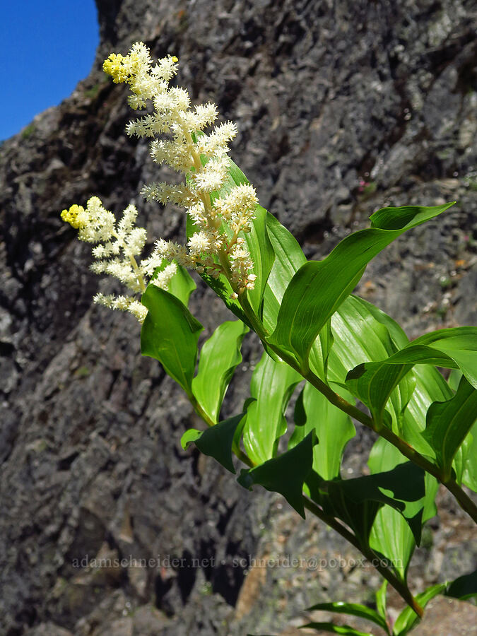 feathery false Solomon's-seal (Maianthemum racemosum ssp. amplexicaule (Smilacina racemosa)) [Tidbits Mountain, Willamette National Forest, Linn County, Oregon]