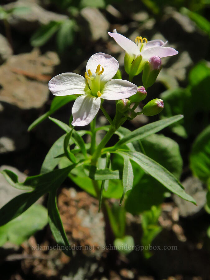 toothwort (Cardamine sp.) [Tidbits Mountain, Willamette National Forest, Linn County, Oregon]