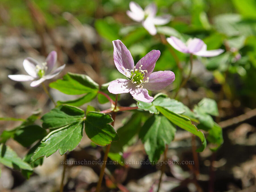 Lyall's anemones (Anemone lyallii (Anemonoides grayi)) [Tidbits Mountain, Willamette National Forest, Linn County, Oregon]