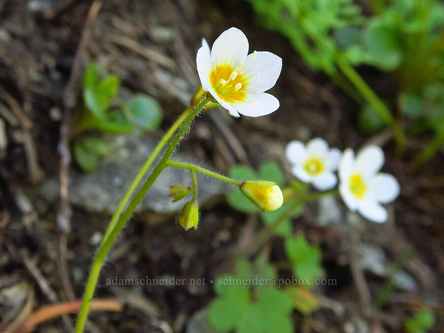 Sitka mist-maidens (Romanzoffia sitchensis) [Tidbits Mountain, Willamette National Forest, Linn County, Oregon]