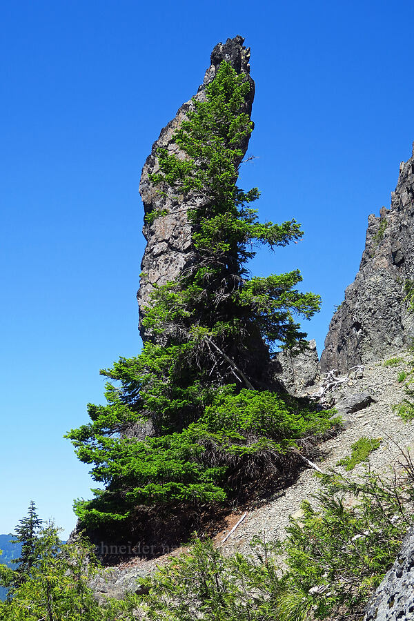 rock pinnacle disguised by a tree [Tidbits Mountain, Willamette National Forest, Linn County, Oregon]