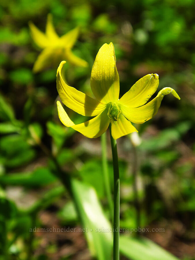 glacier lilies (Erythronium grandiflorum) [Tidbits Mountain, Willamette National Forest, Linn County, Oregon]