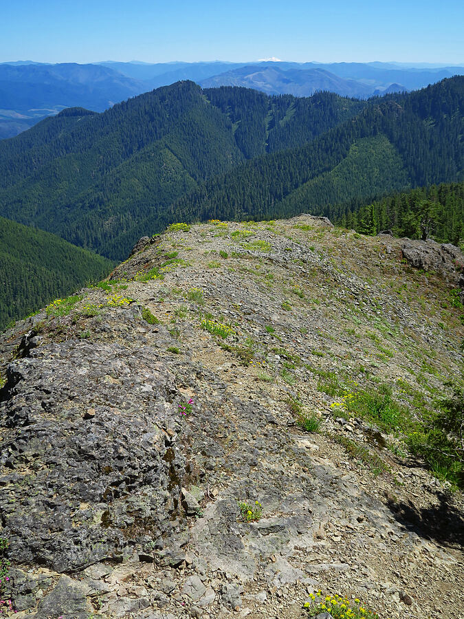 wildflowers on a rocky ridge [Tidbits Mountain, Willamette National Forest, Linn County, Oregon]