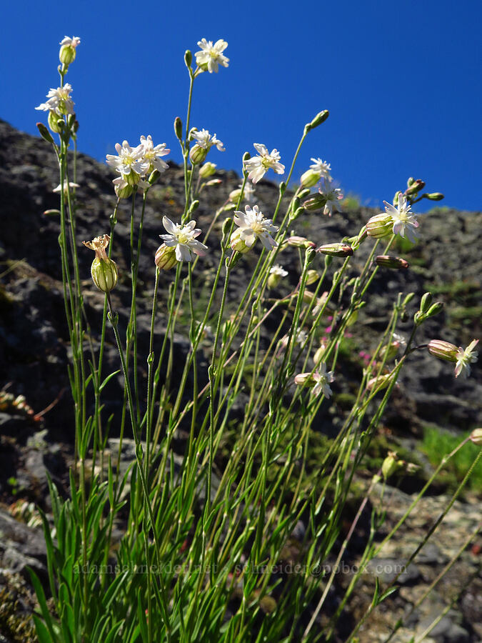 Douglas' catchfly (Silene douglasii) [Tidbits Mountain, Willamette National Forest, Linn County, Oregon]