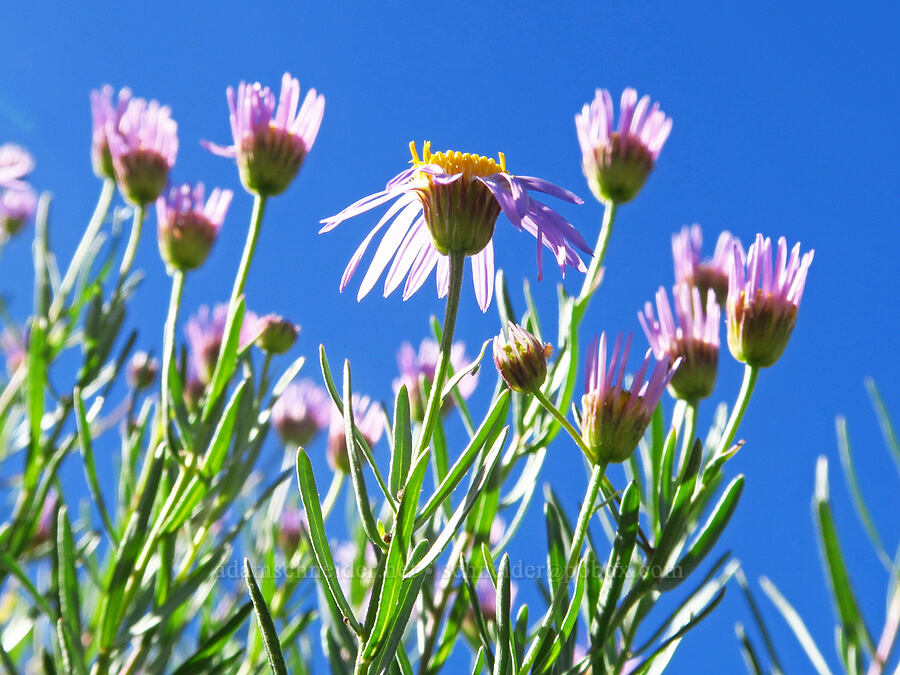 leafy fleabane (Erigeron foliosus var. confinis) [Tidbits Mountain, Willamette National Forest, Linn County, Oregon]