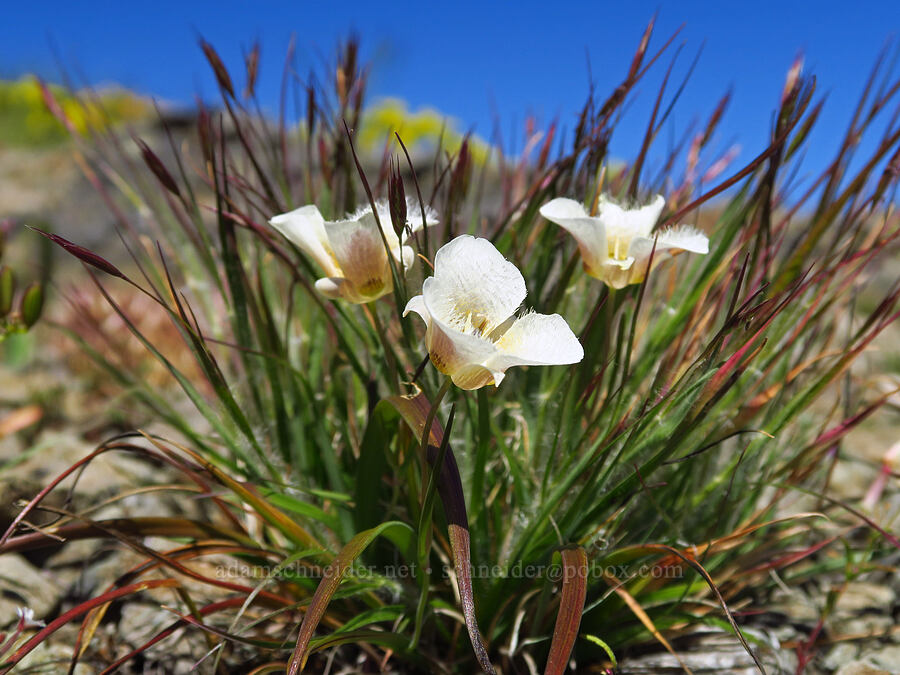 subalpine mariposa lilies and one-spike oat-grass (Calochortus subalpinus, Danthonia unispicata) [Tidbits Mountain, Willamette National Forest, Linn County, Oregon]