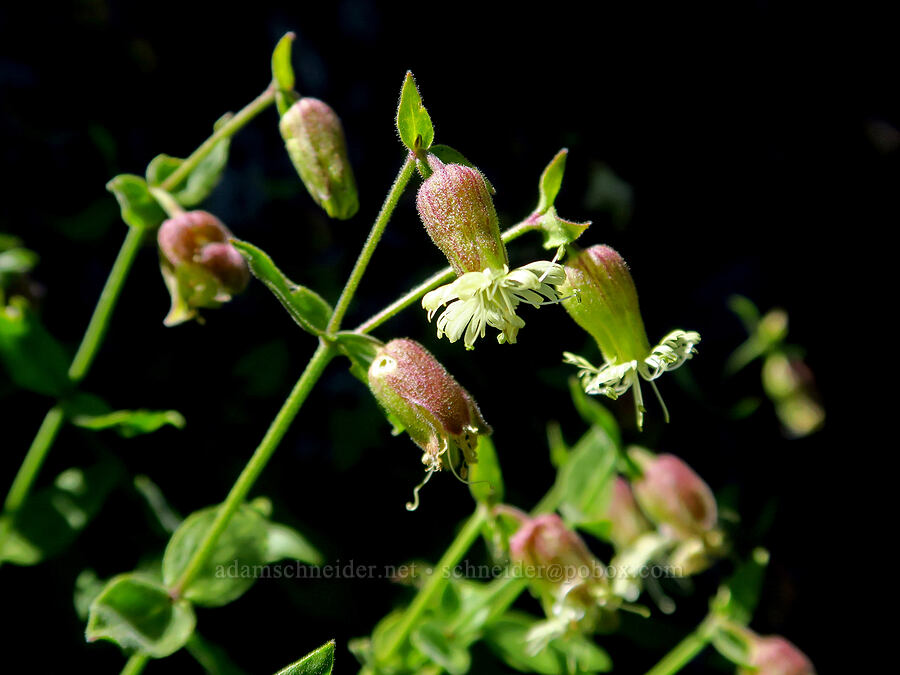 bell catchfly (Silene greenei ssp. greenei (Silene campanulata ssp. glandulosa)) [Tidbits Mountain, Willamette National Forest, Linn County, Oregon]