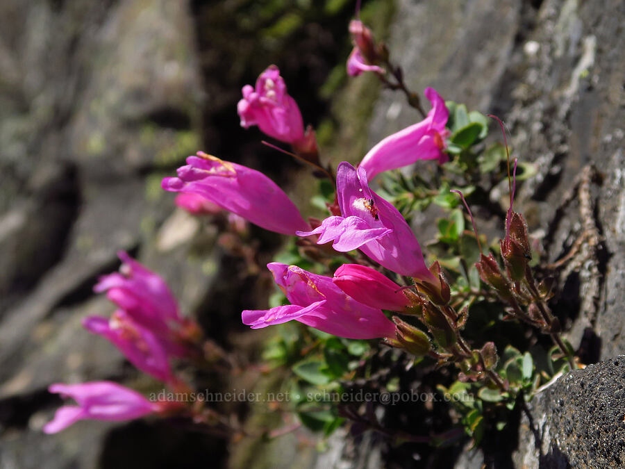 cliff penstemon (Penstemon rupicola) [Tidbits Mountain, Willamette National Forest, Linn County, Oregon]