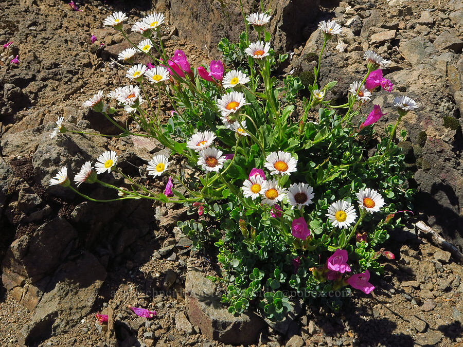 Cascade fleabane & cliff penstemon (Erigeron cascadensis, Penstemon rupicola) [Tidbits Mountain, Willamette National Forest, Linn County, Oregon]