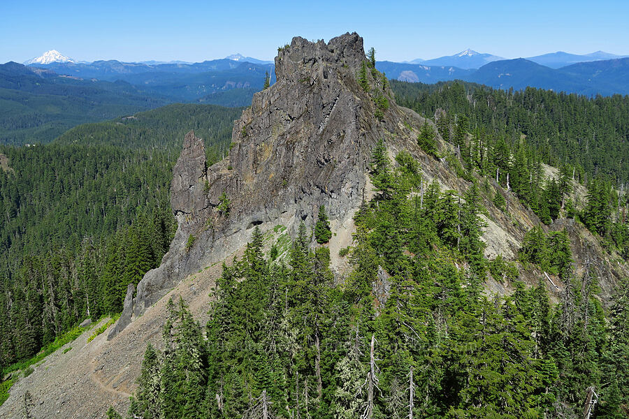 east (true) summit of Tidbits Mountain [Tidbits Mountain, Willamette National Forest, Linn County, Oregon]