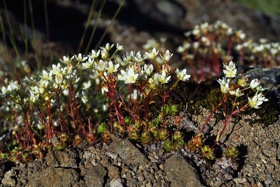 spotted saxifrage (Saxifraga bronchialis ssp. vespertina (Saxifraga vespertina)) [Tidbits Mountain, Willamette National Forest, Linn County, Oregon]