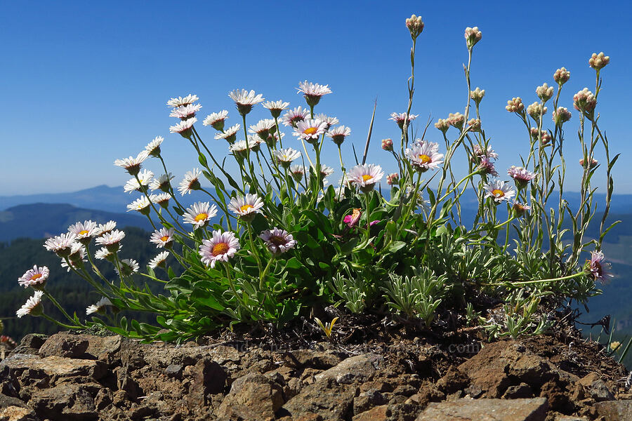 Cascade fleabane & little-leaf pussy-toes (Erigeron cascadensis, Antennaria microphylla) [Tidbits Mountain, Willamette National Forest, Linn County, Oregon]