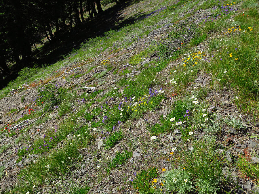 wildflowers [Tidbits Mountain Trail, Willamette National Forest, Linn County, Oregon]