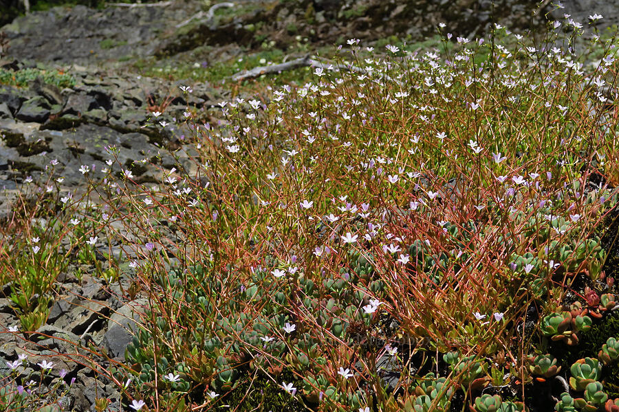 little-leaf montia (Montia parvifolia (Claytonia parvifolia)) [Tidbits Mountain Trail, Willamette National Forest, Linn County, Oregon]