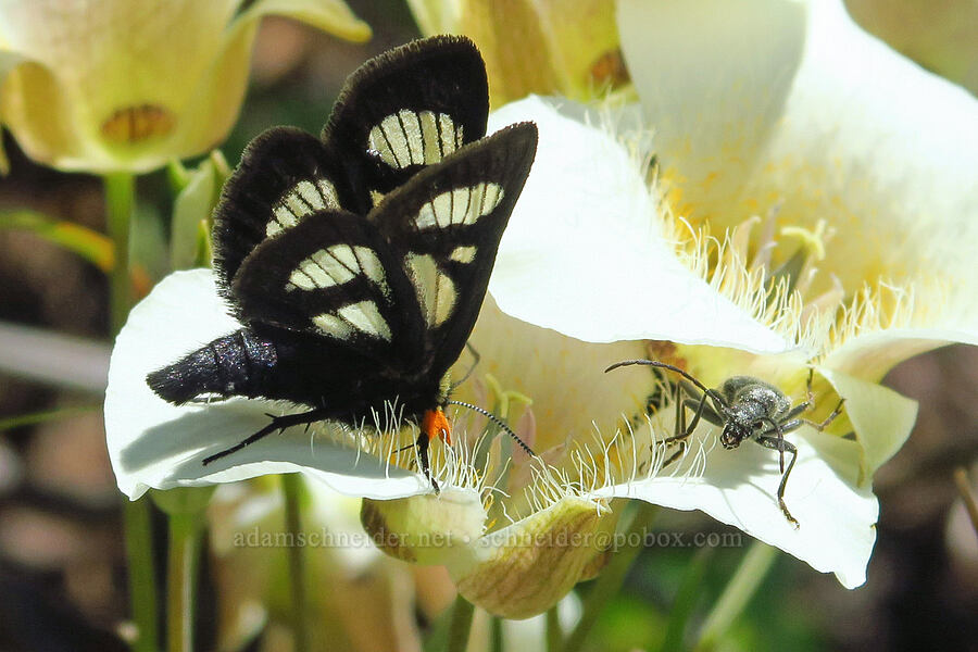 MacCulloch's forester moth (and a beetle) on a mariposa lily (Androloma maccullochii, Calochortus subalpinus) [Tidbits Mountain Trail, Willamette National Forest, Linn County, Oregon]