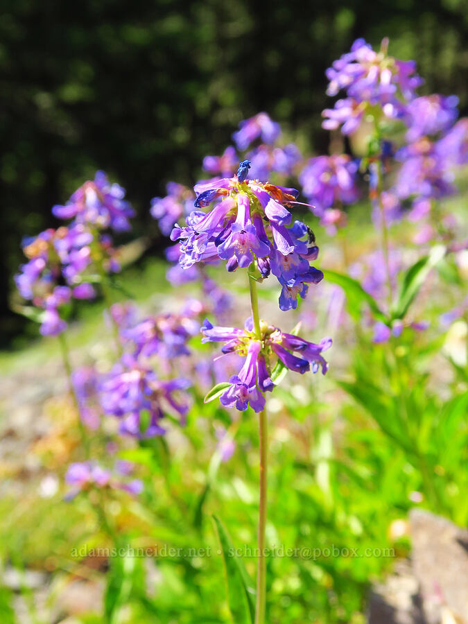 small-flowered penstemon (Penstemon procerus) [Tidbits Mountain Trail, Willamette National Forest, Linn County, Oregon]