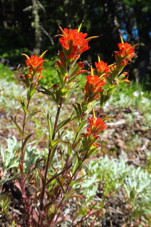 harsh paintbrush (Castilleja hispida) [Tidbits Mountain Trail, Willamette National Forest, Linn County, Oregon]