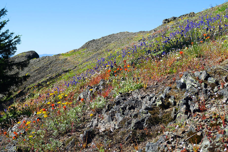 wildflowers [Tidbits Mountain Trail, Willamette National Forest, Linn County, Oregon]